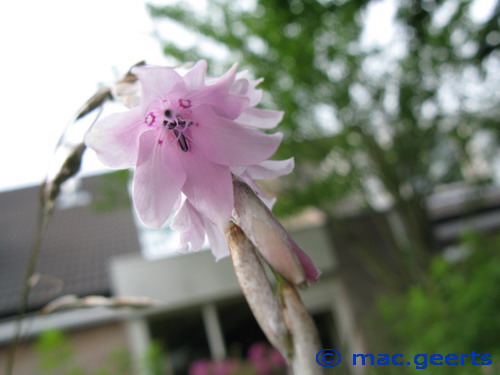 Dierama cooperi